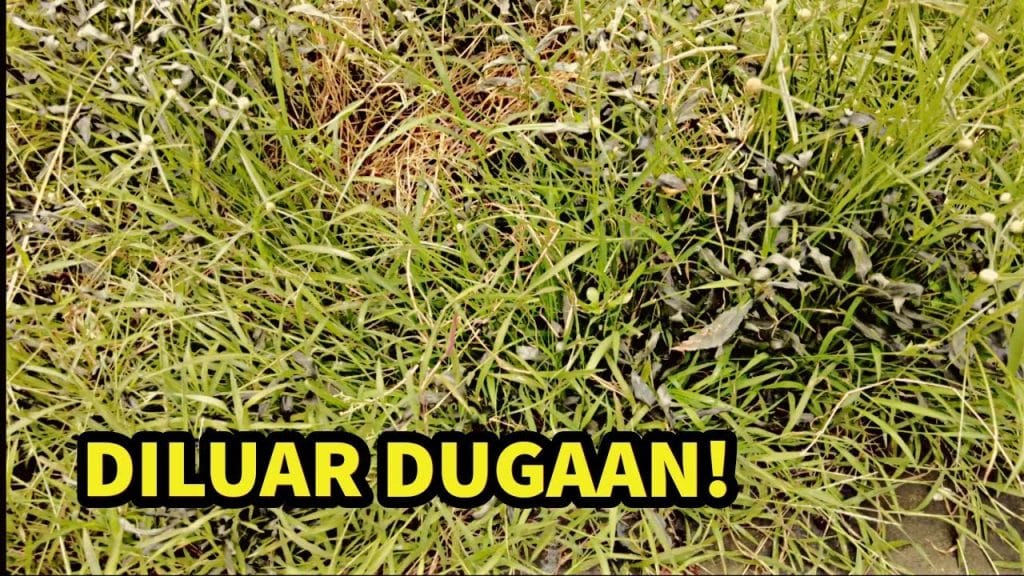 ngurah surya kusuma